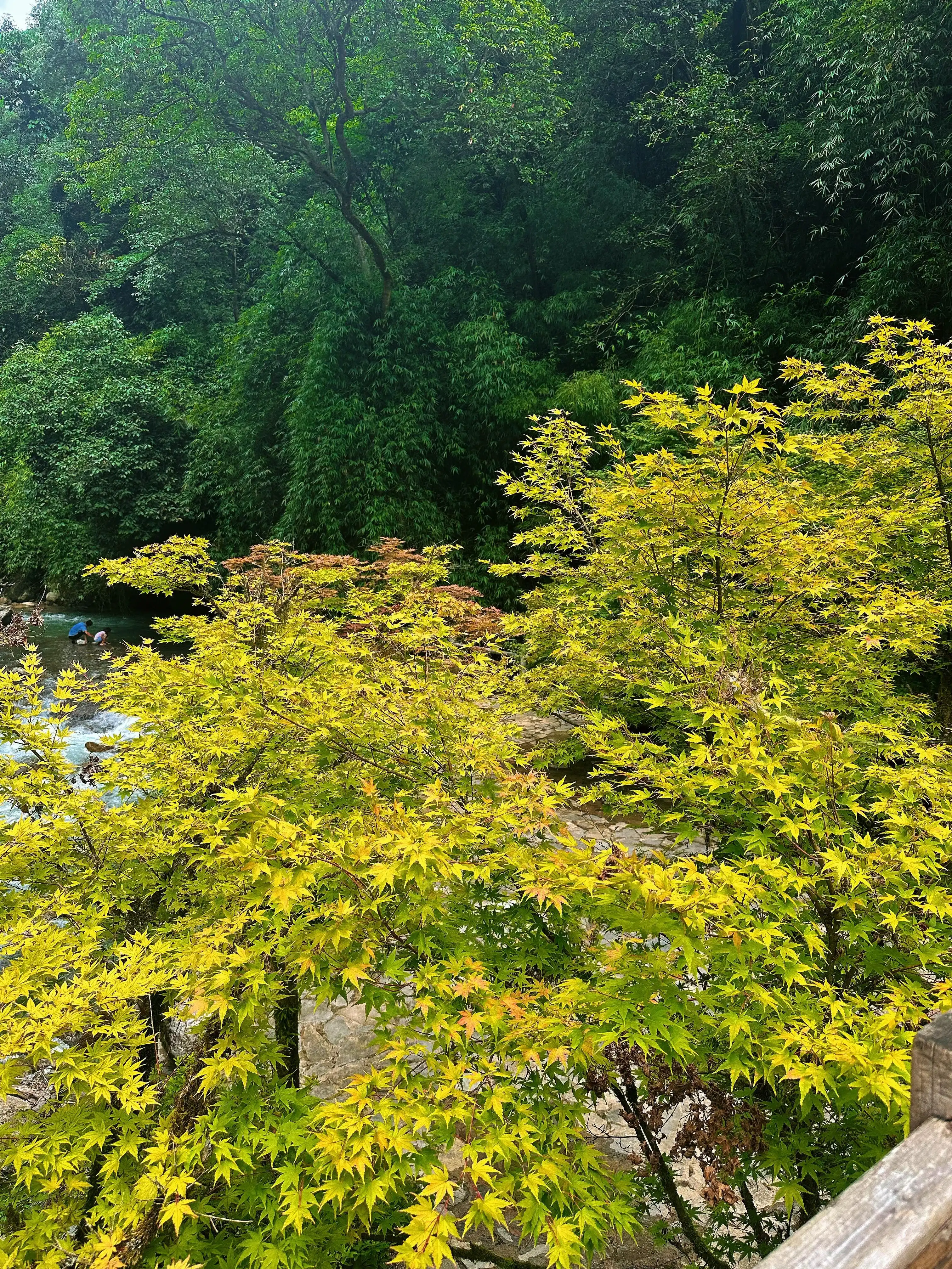 Black Valley - 万盛黑山谷 Chongqing Tourist Attraction