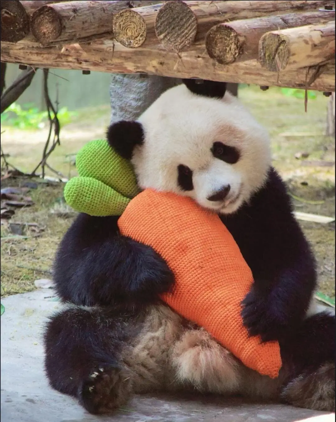 Chengdu vs Chongqing Pandas