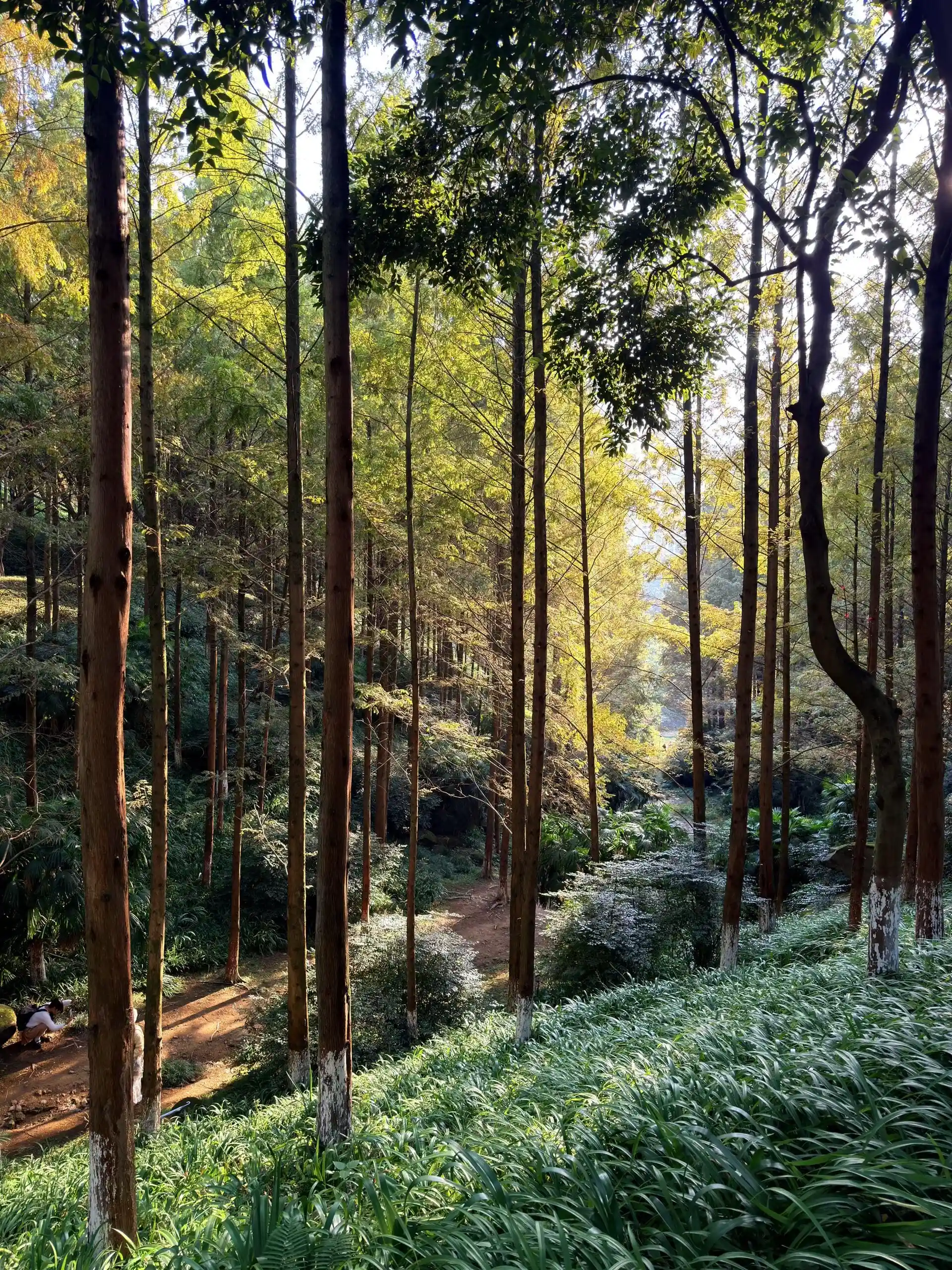 Chongqing Central Park - 重庆中央公园 Chongqing Tourist Attraction