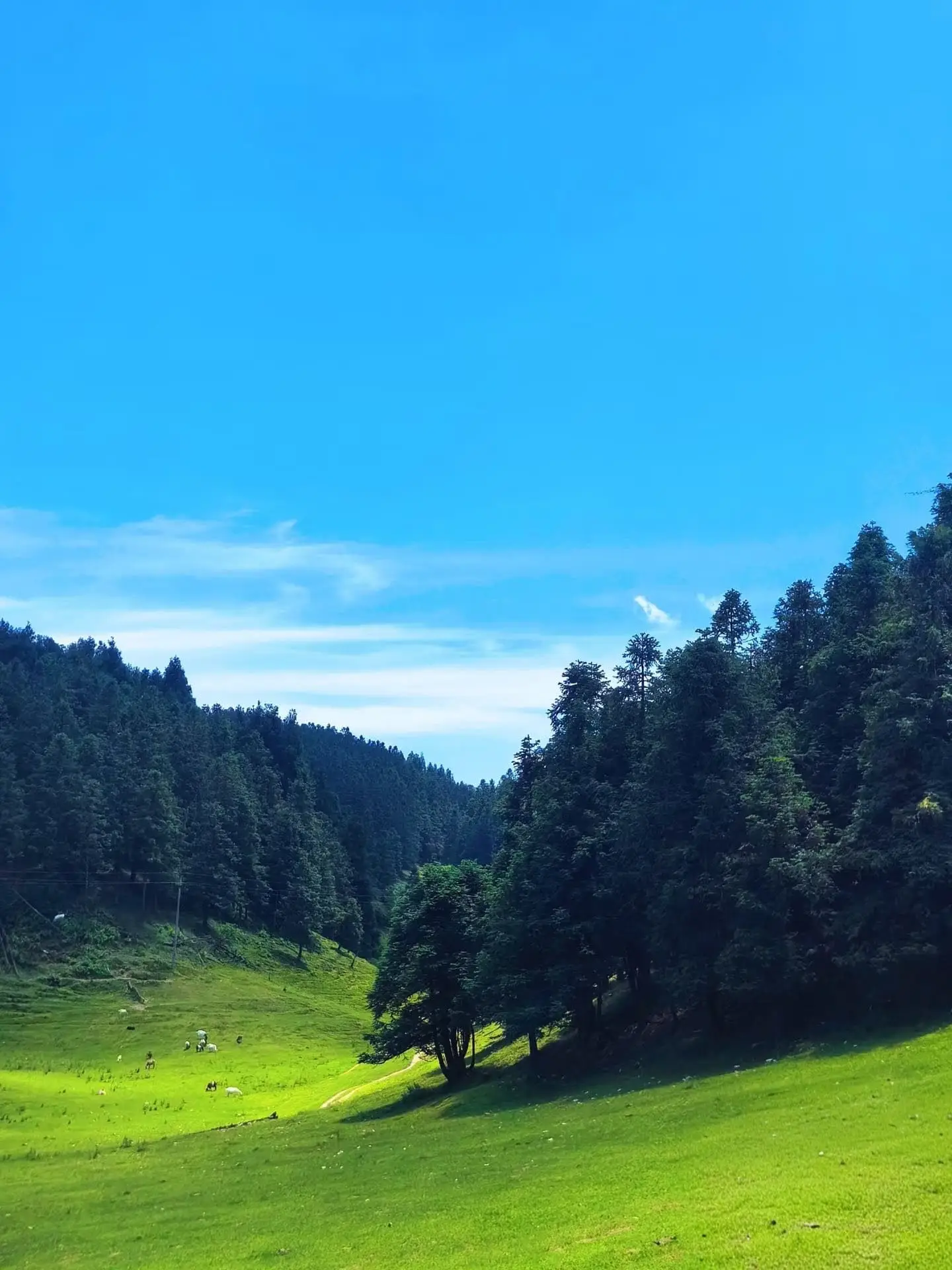 The lush green landscape of Fairy Mountain National Forest Park, a popular summer travel getaway just outside Chongqing.