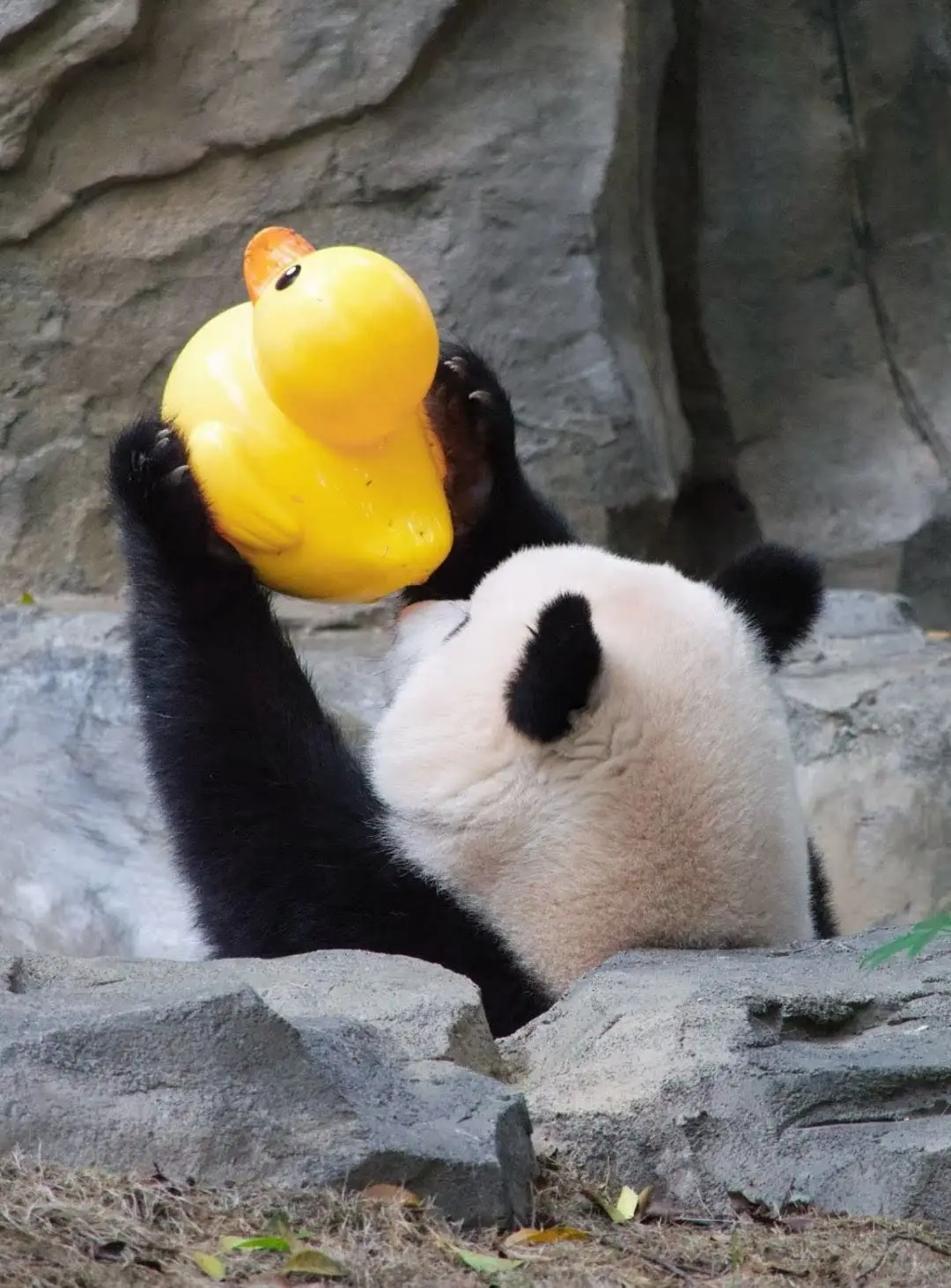 Morning Active Pandas