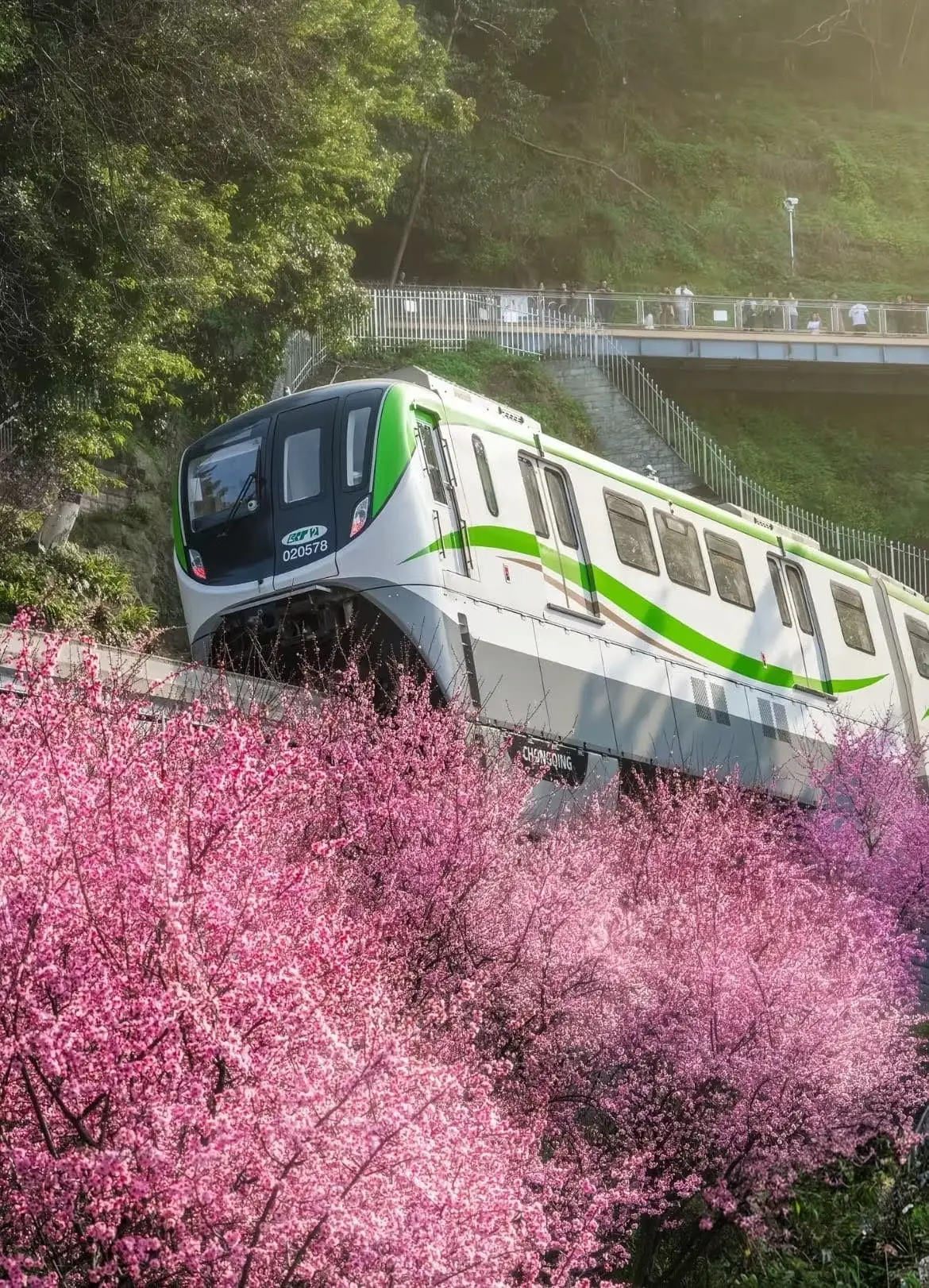 A Chongqing monorail passing through blooming cherry blossoms, highlighting the vibrant spring scenery in the city.