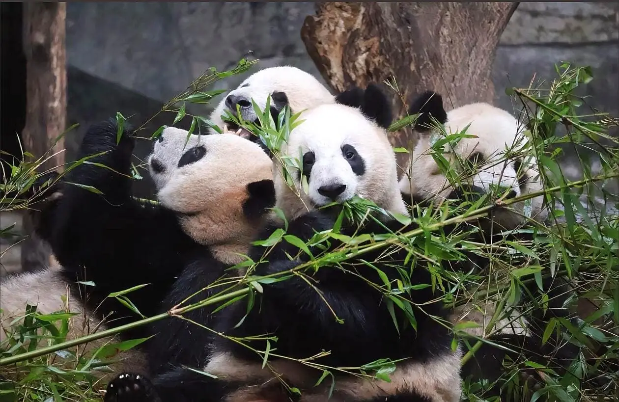 Chongqing Zoo Panda Guide: Chengdu vs Chongqing, Tickets & Best Times