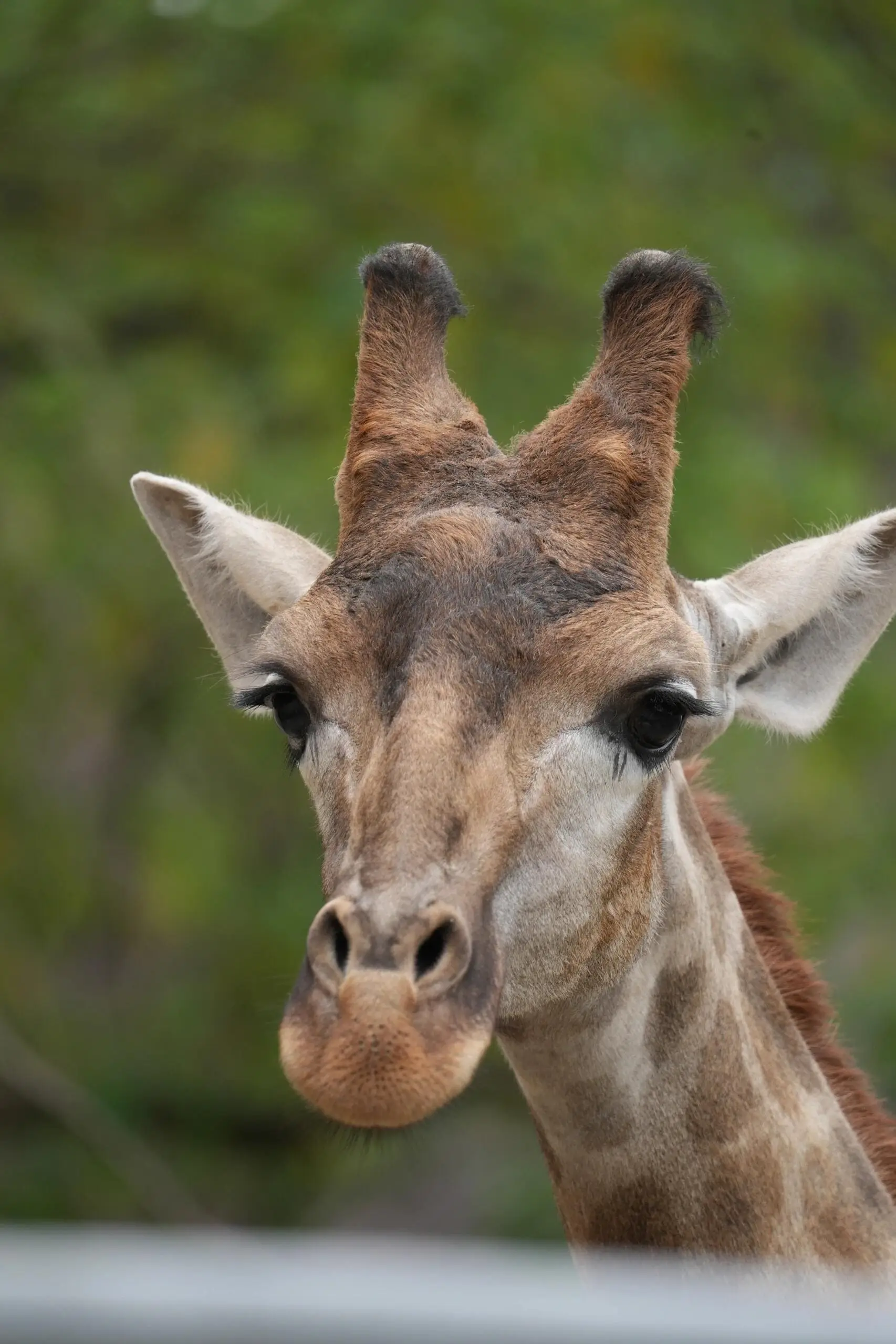 Giraffe Herbivore Area