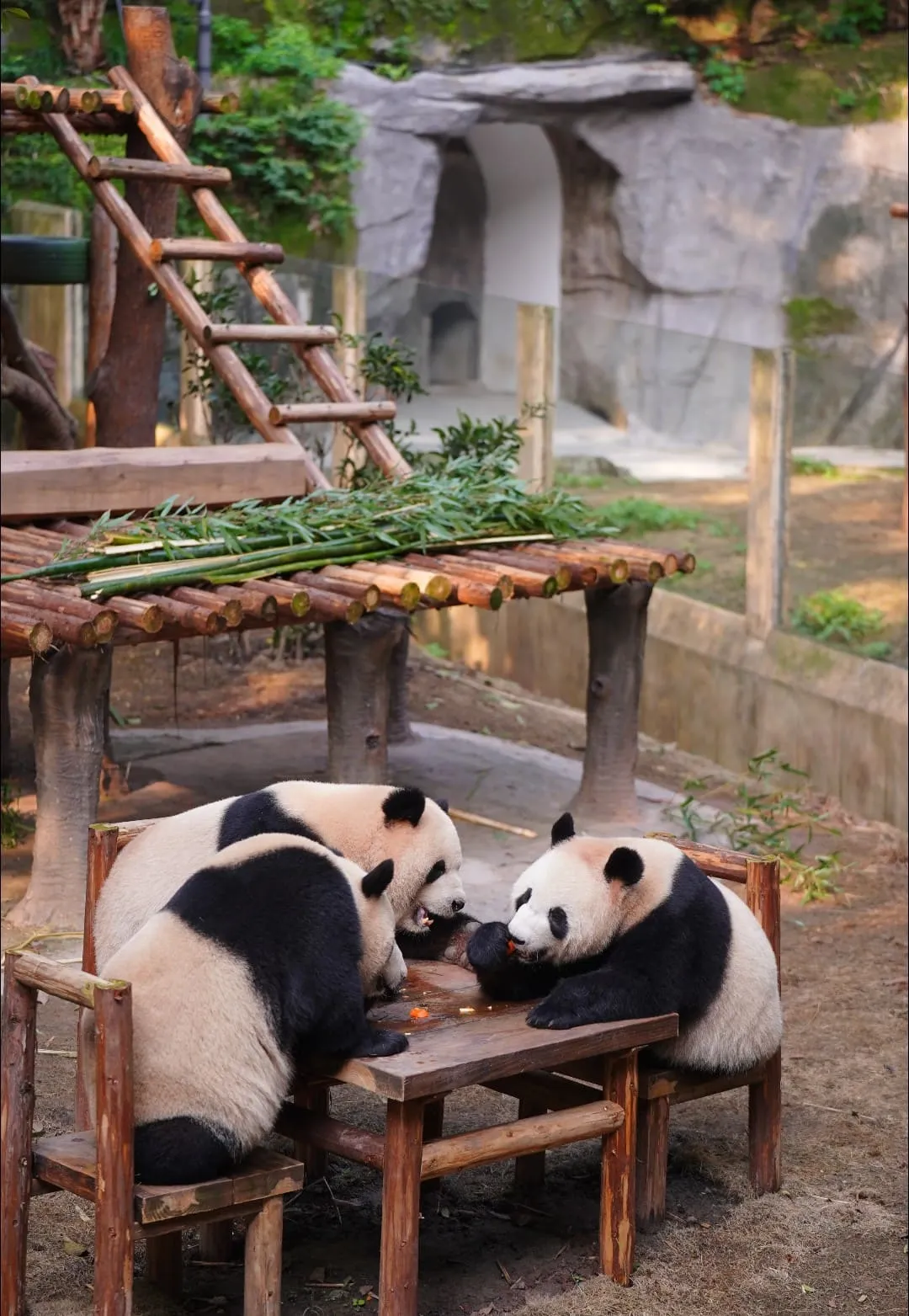 Chongqing Zoo - 重庆动物园 Chongqing Tourist Attraction