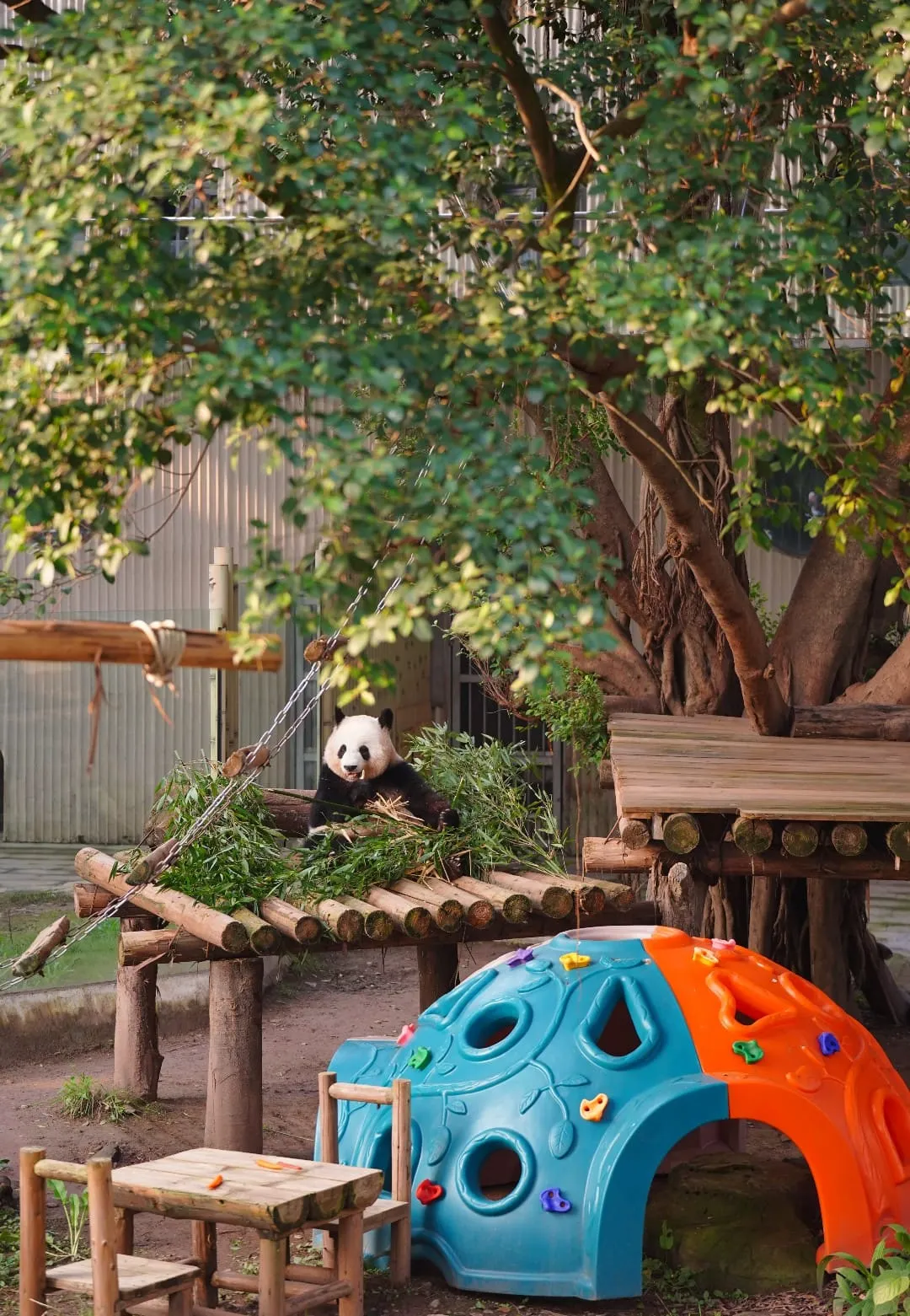 Chongqing Zoo - 重庆动物园 Chongqing Tourist Attraction