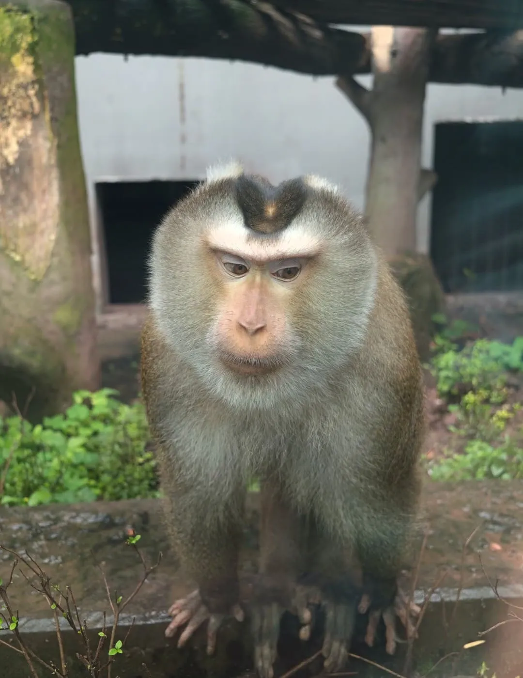 Chongqing Zoo - 重庆动物园 Chongqing Tourist Attraction