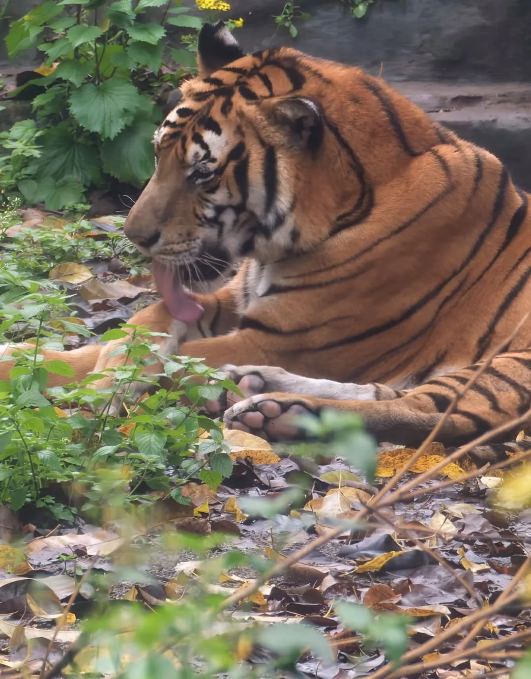 Chongqing Zoo - 重庆动物园 Chongqing Tourist Attraction