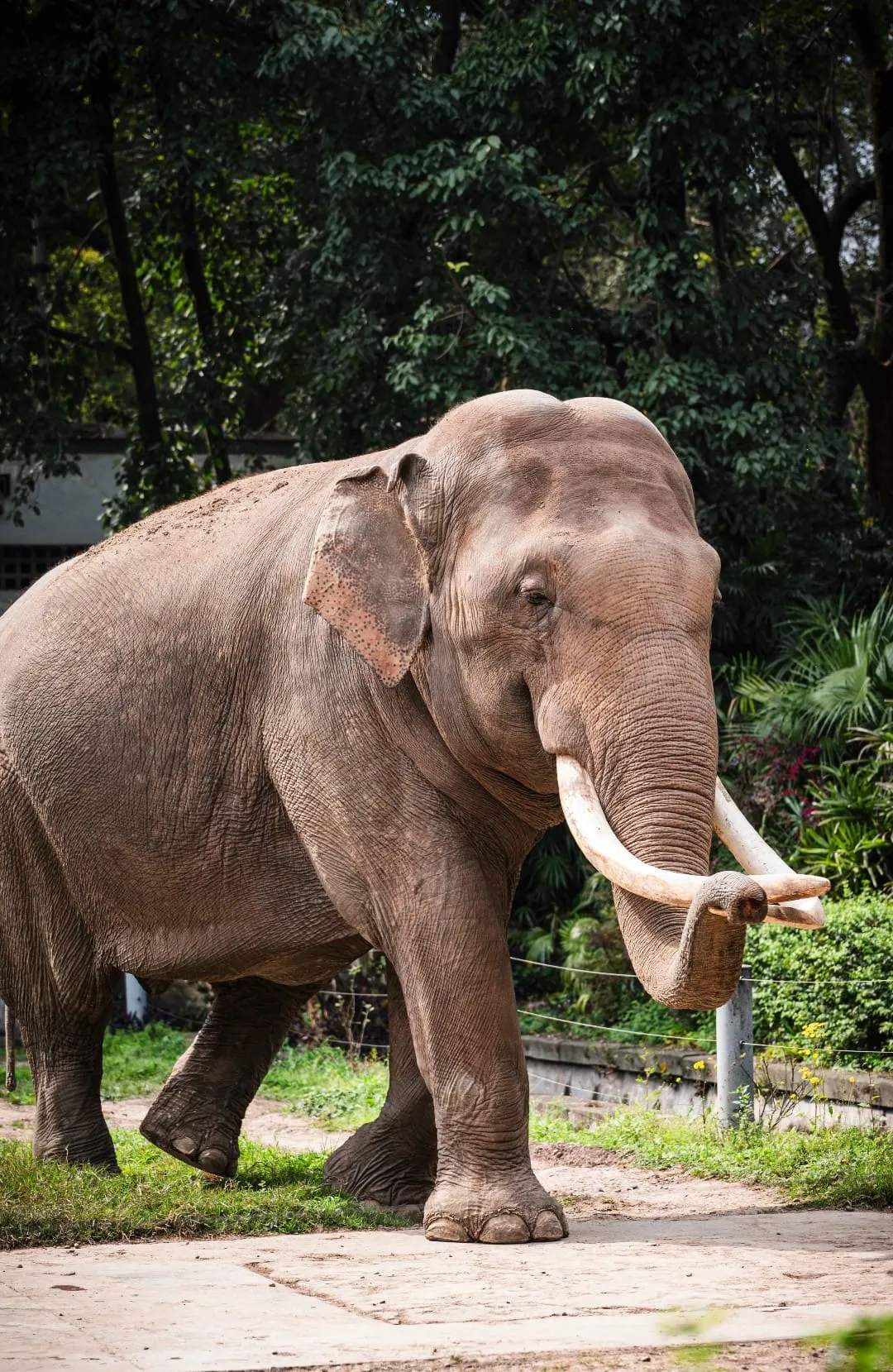 Chongqing Zoo - 重庆动物园 Chongqing Tourist Attraction
