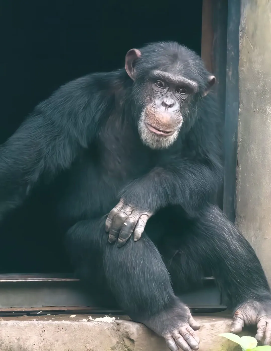 Chongqing Zoo - 重庆动物园 Chongqing Tourist Attraction