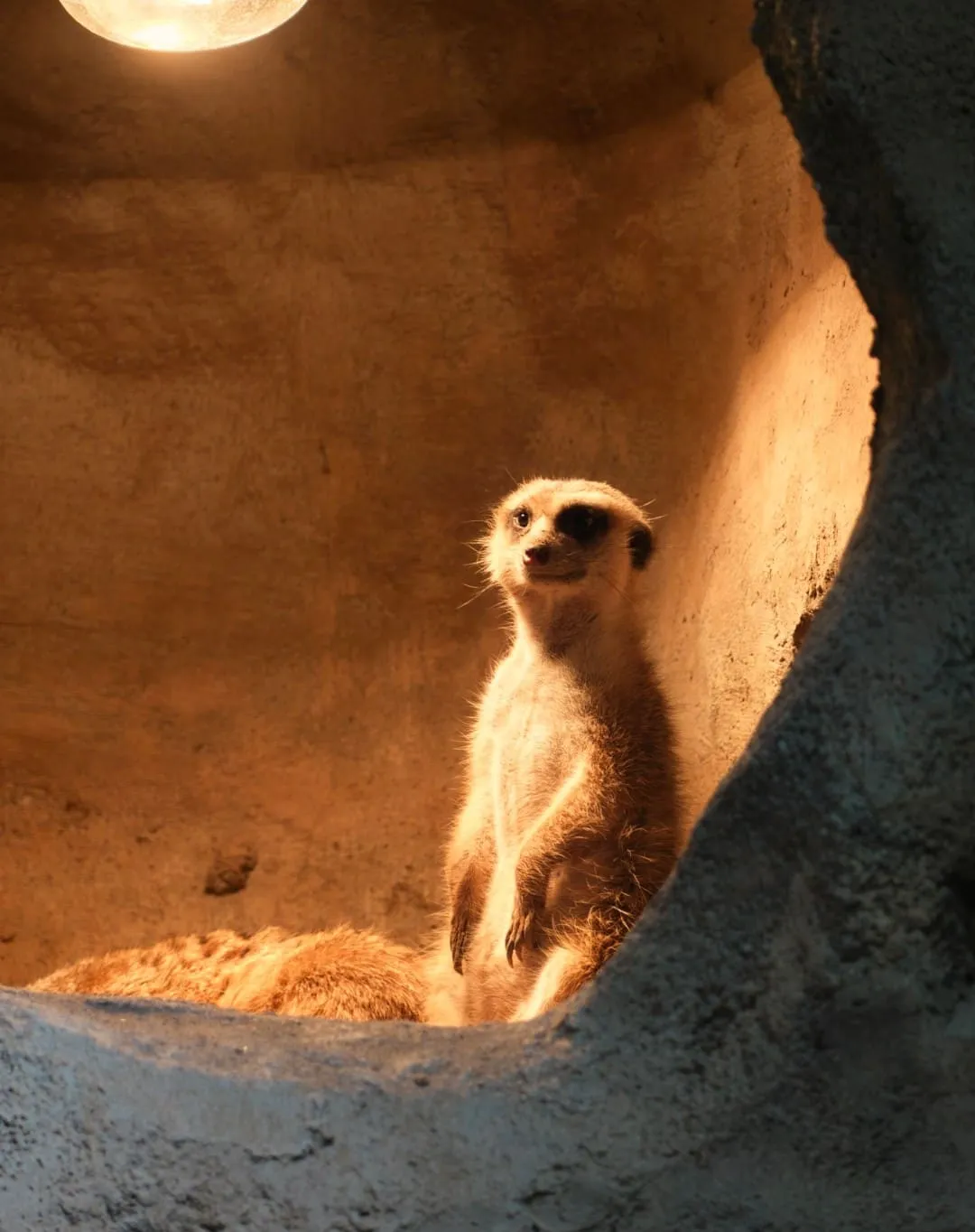 Chongqing Zoo - 重庆动物园 Chongqing Tourist Attraction