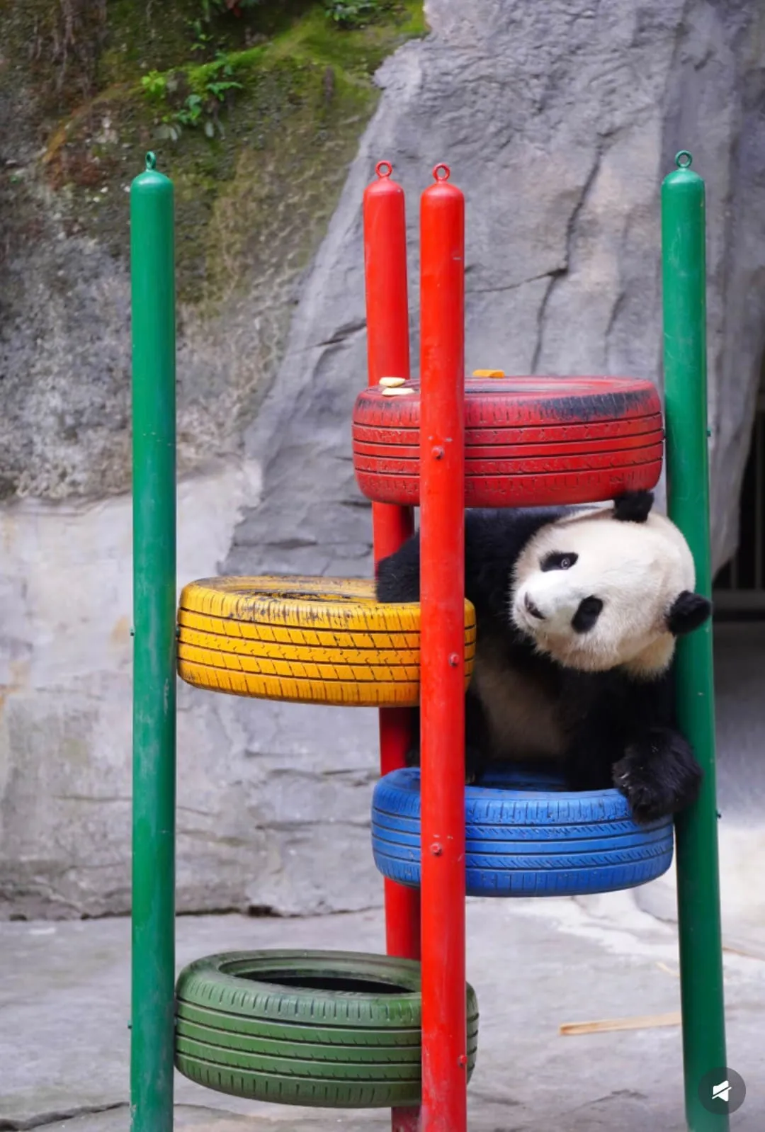 Chongqing Zoo - 重庆动物园 Chongqing Tourist Attraction