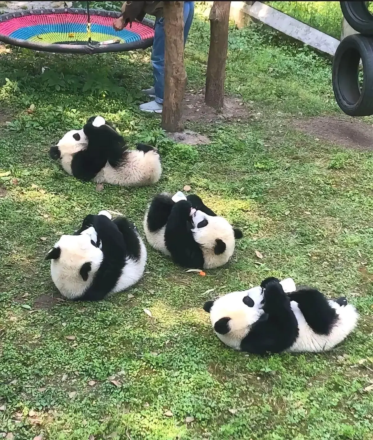 Panda House View
