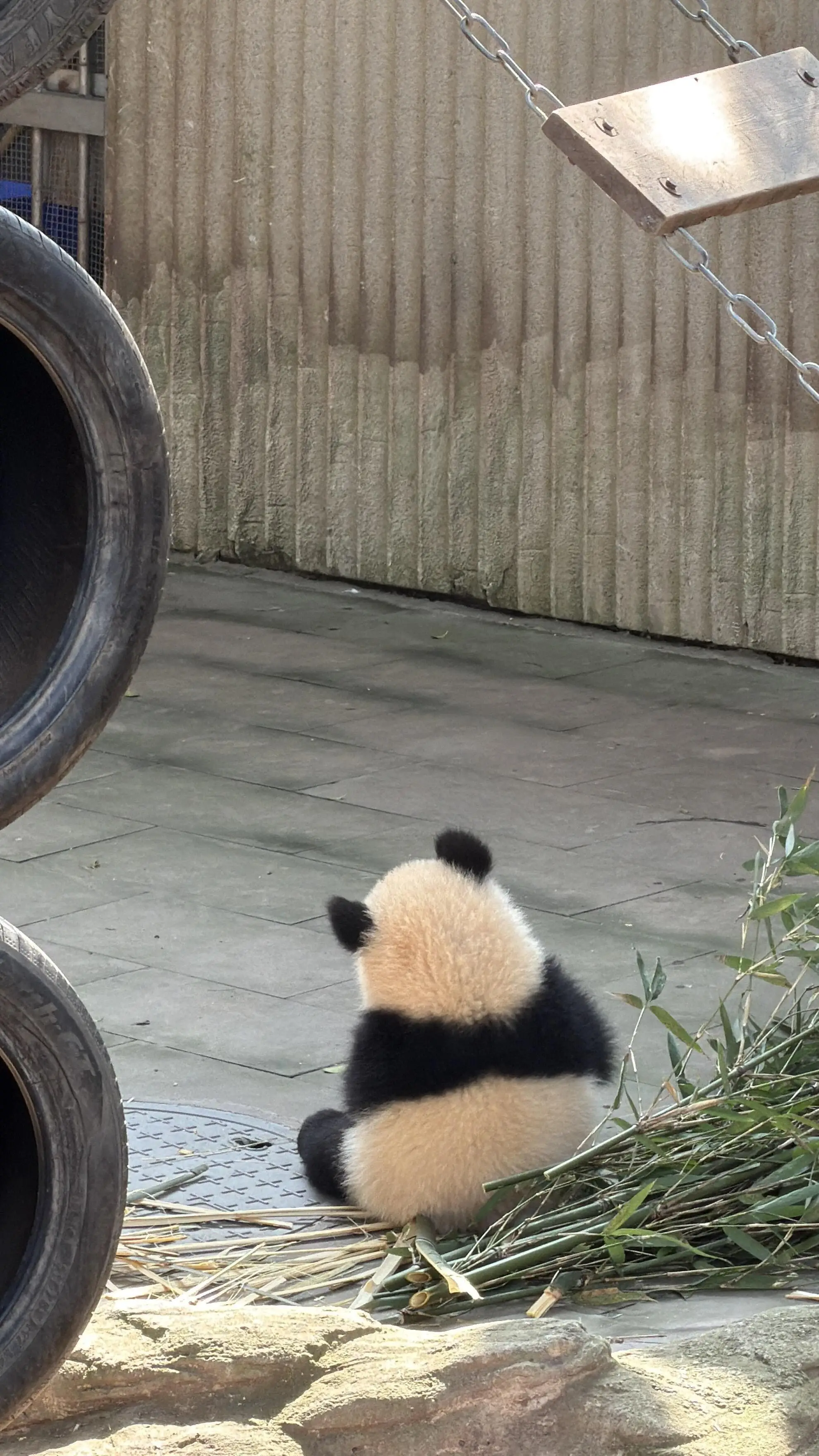 More Pandas Playing
