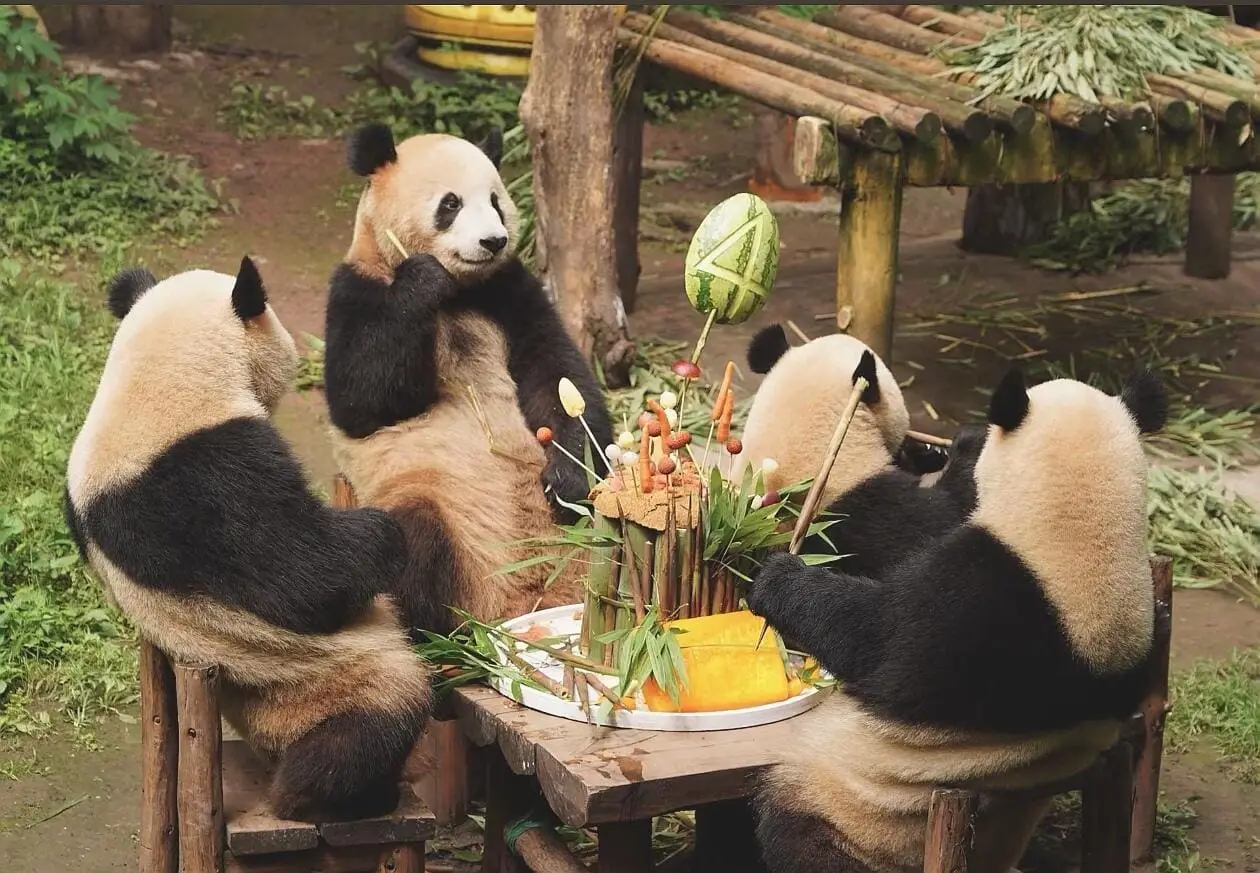 Pandas Playing