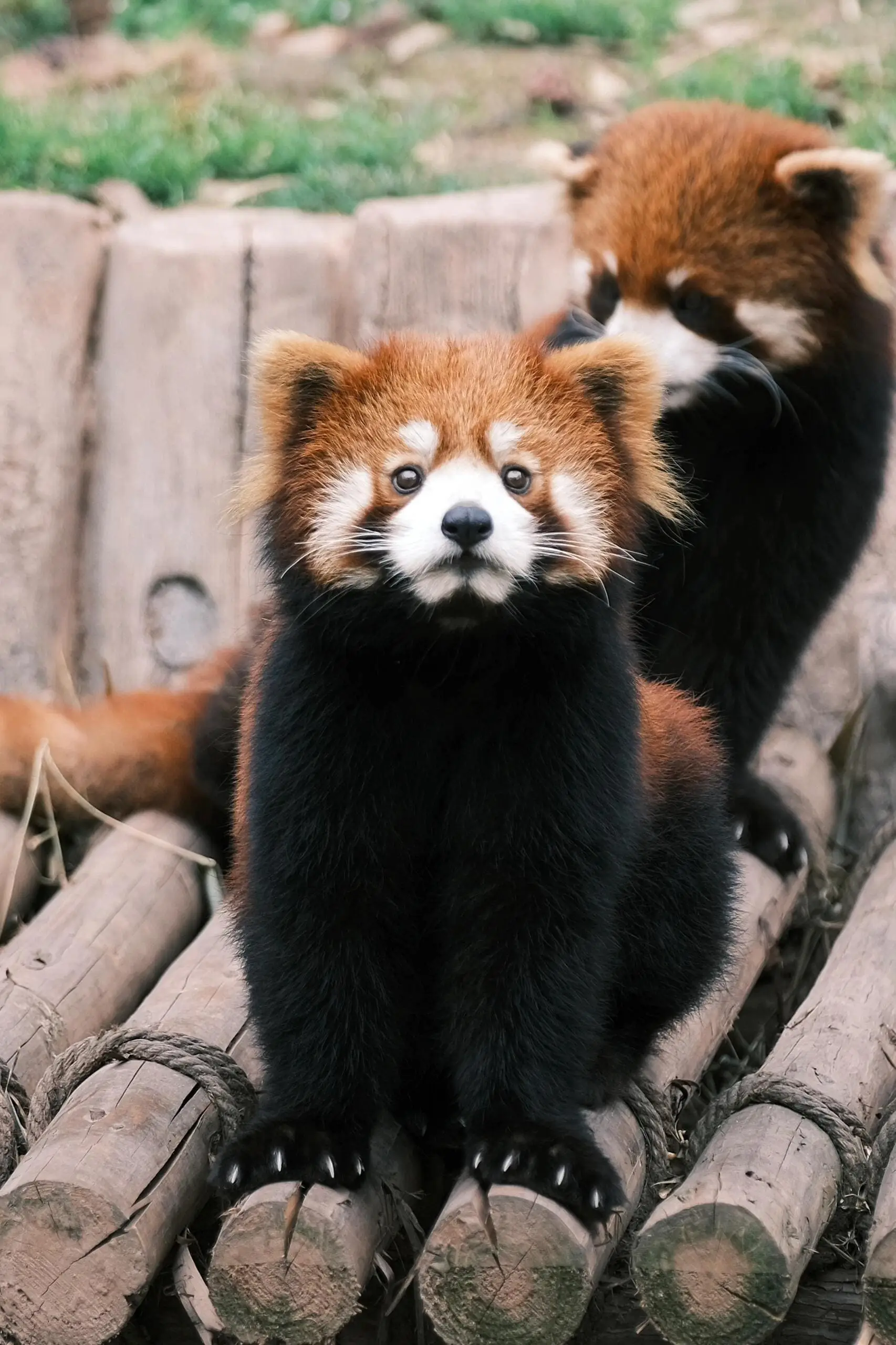 Red Panda