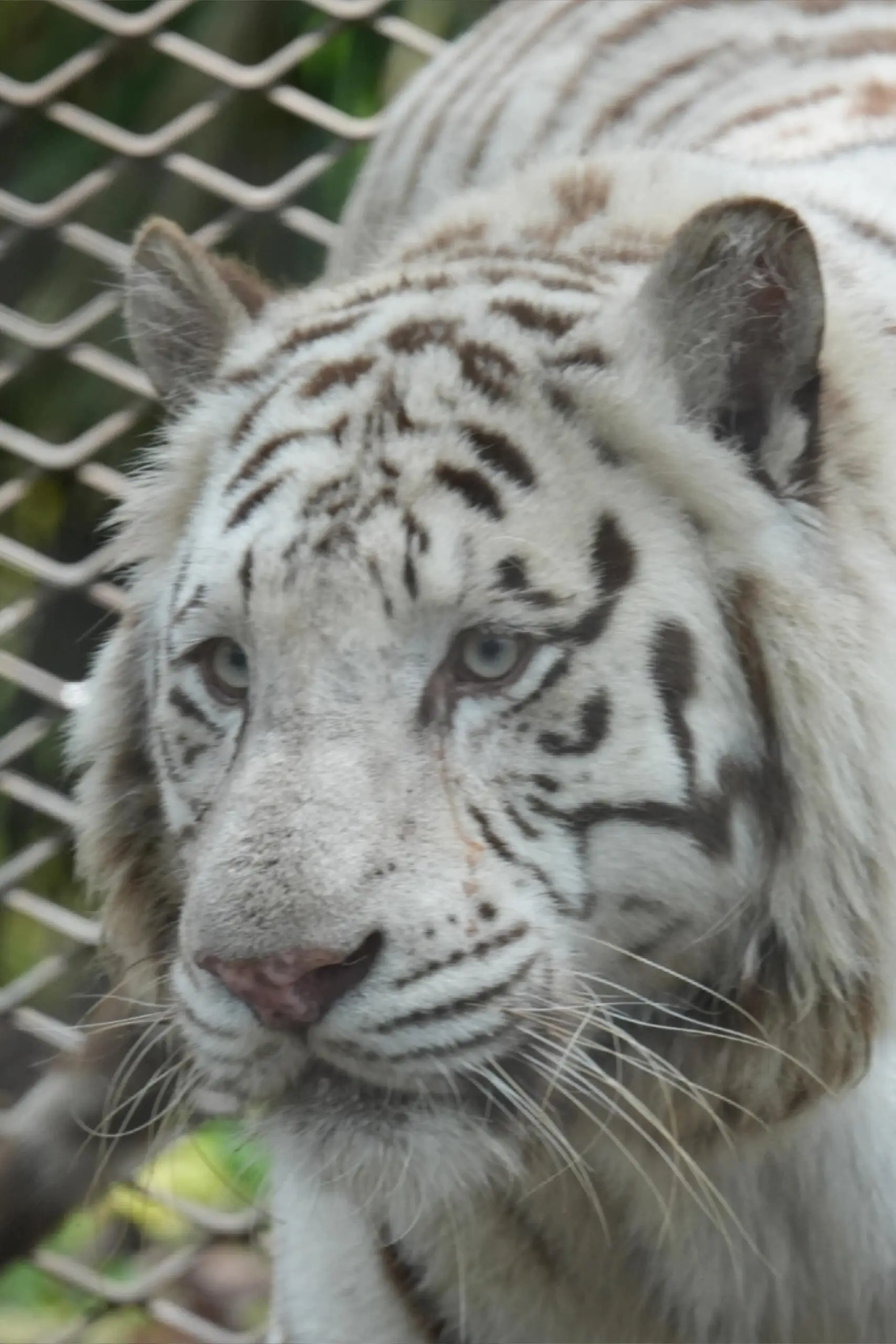 Tiger Mountain