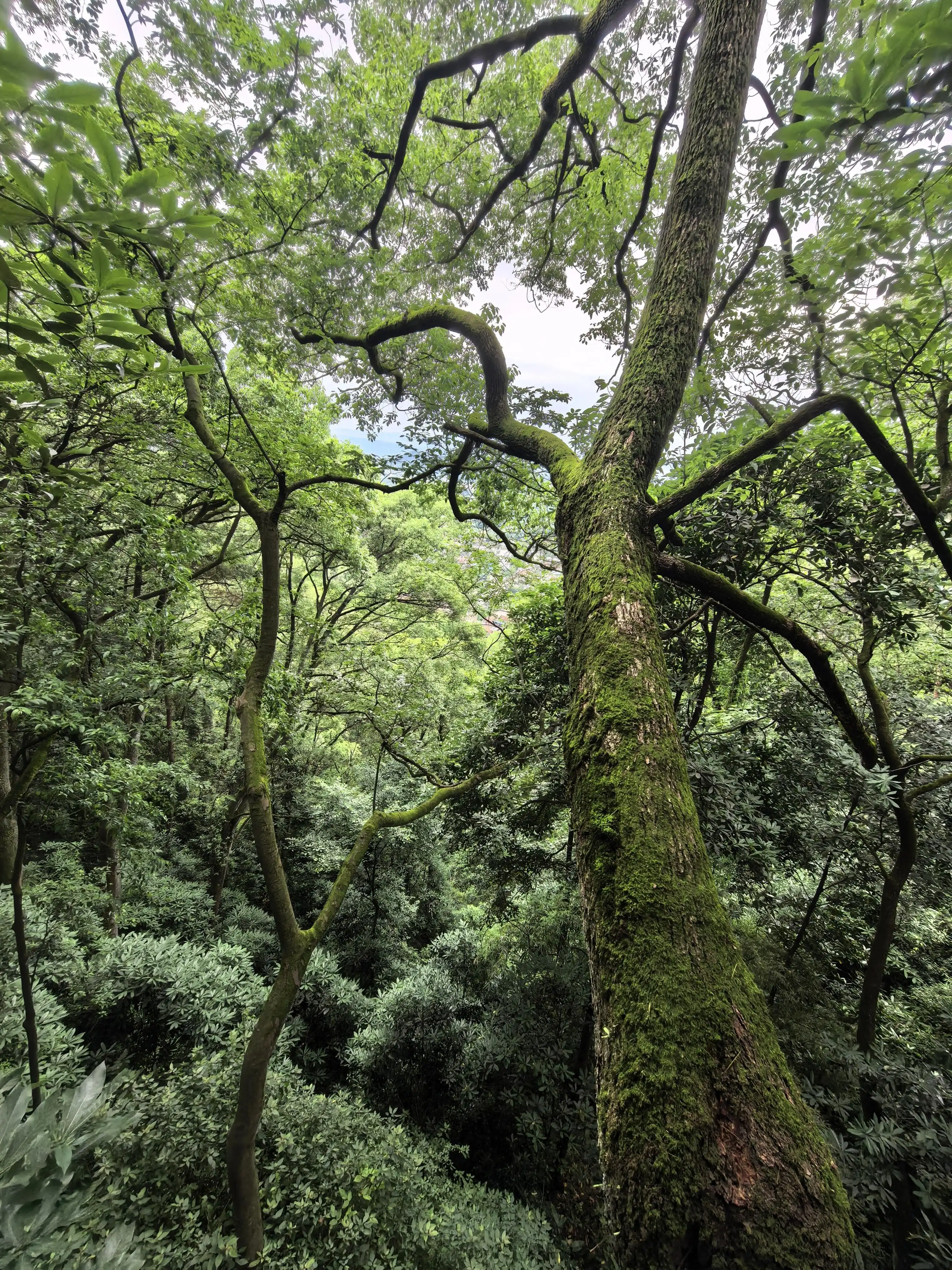 Geleshan Forest Park - 歌乐山森林公园 Chongqing Tourist Attraction