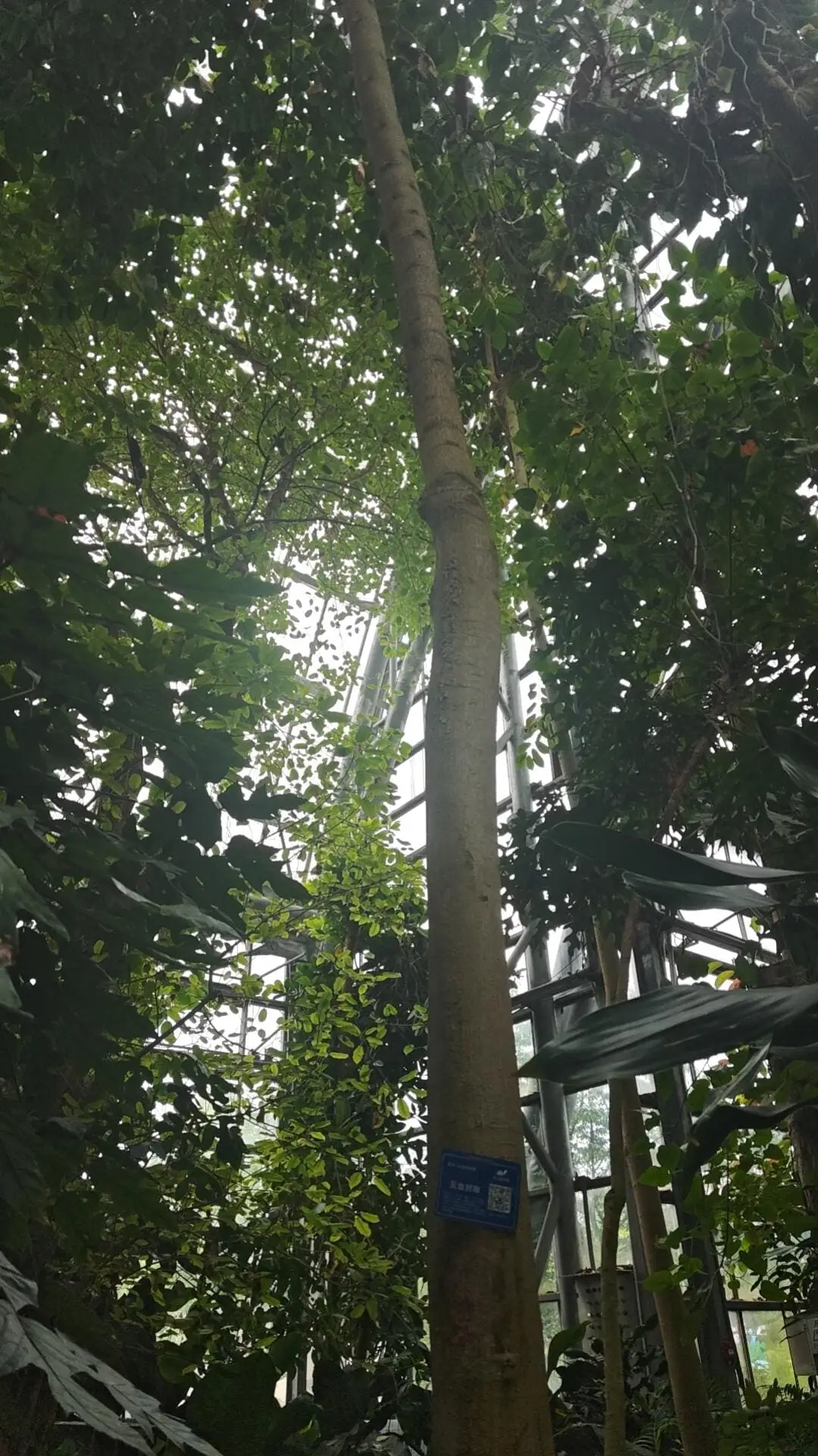 Nanshan Glasshouse - 南山植物园温室 Chongqing Tourist Attraction