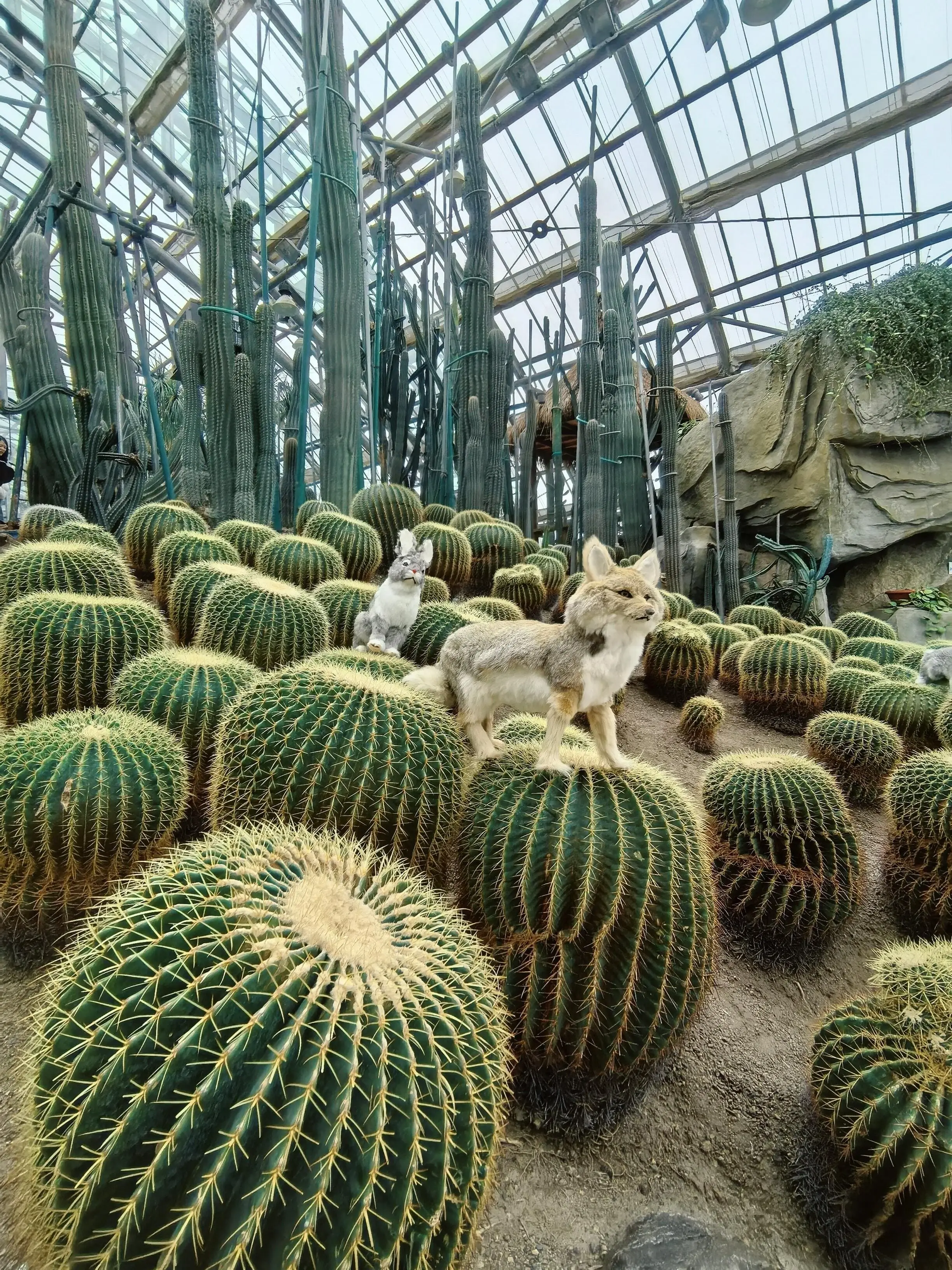 Nanshan Glasshouse - 南山植物园温室 Chongqing Tourist Attraction
