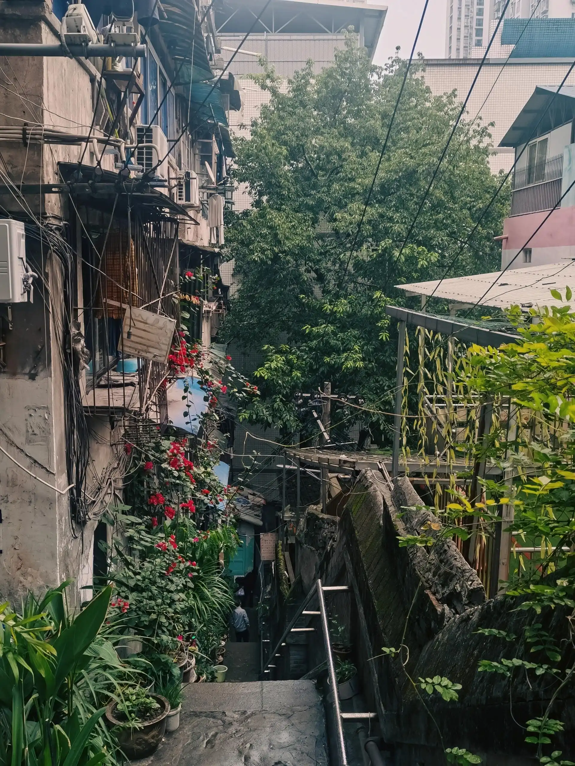Yeshuigou - 野水沟 Chongqing Tourist Attraction