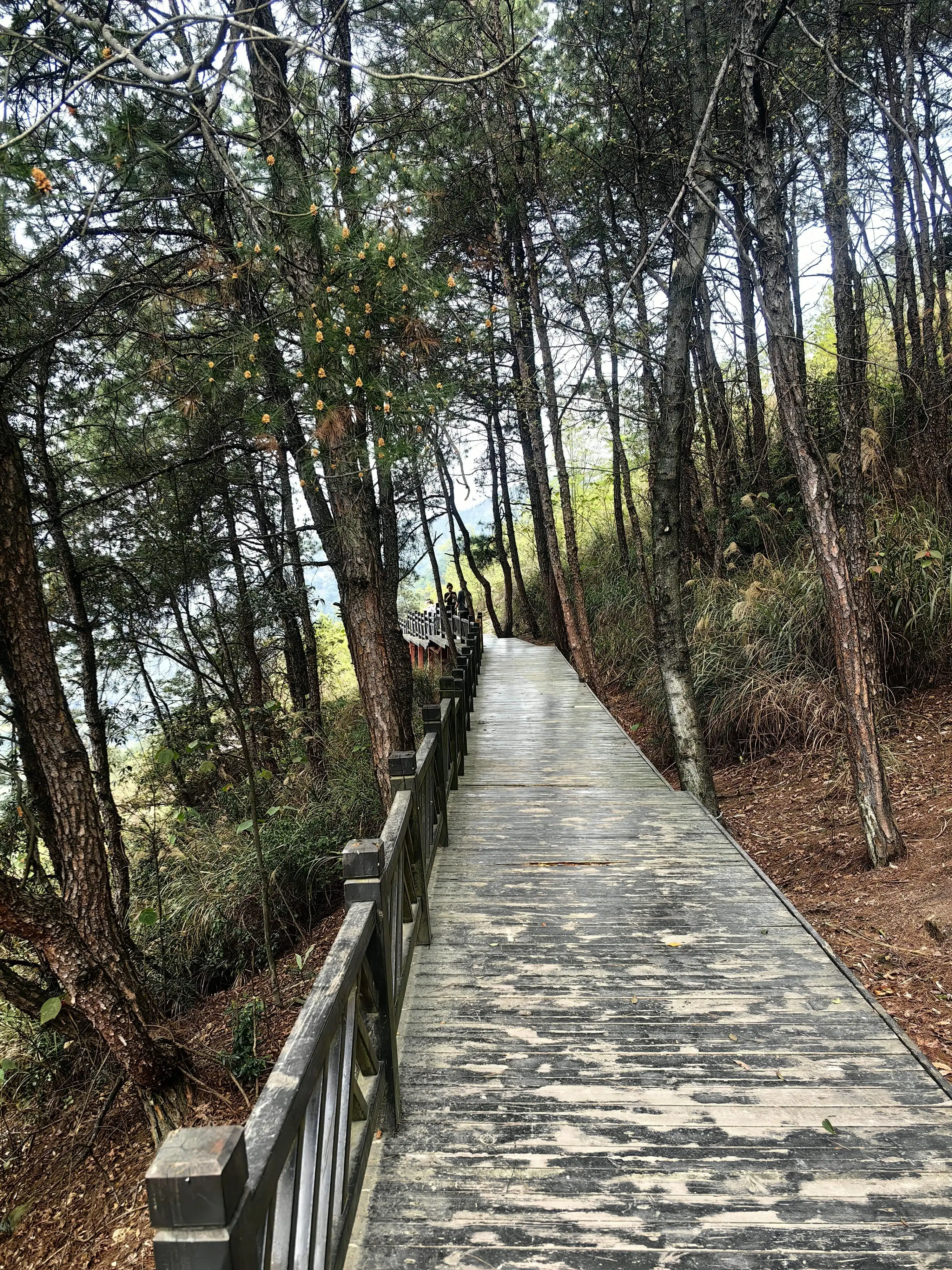 Yufeng Mountain Forest Park - 玉峰山森林公园 Chongqing Tourist Attraction