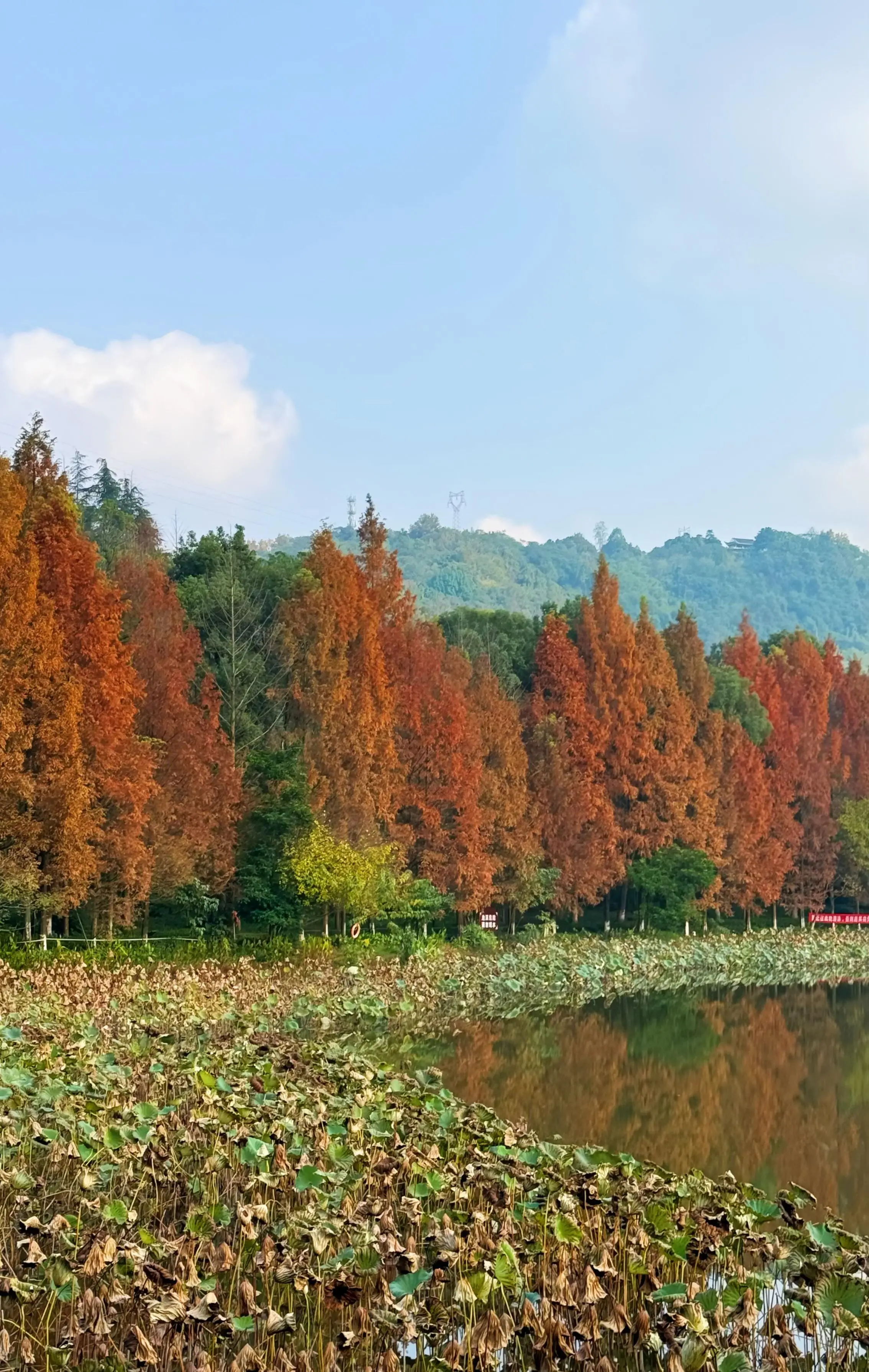 Zhaomushan Park - 照母山森林公园 Chongqing Tourist Attraction