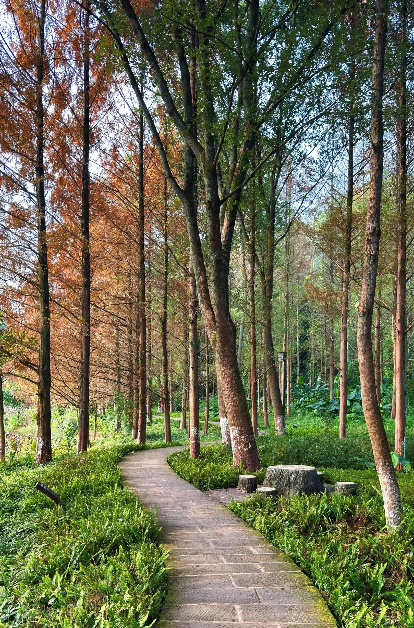 Zhaomushan Park - 照母山森林公园 Chongqing Tourist Attraction