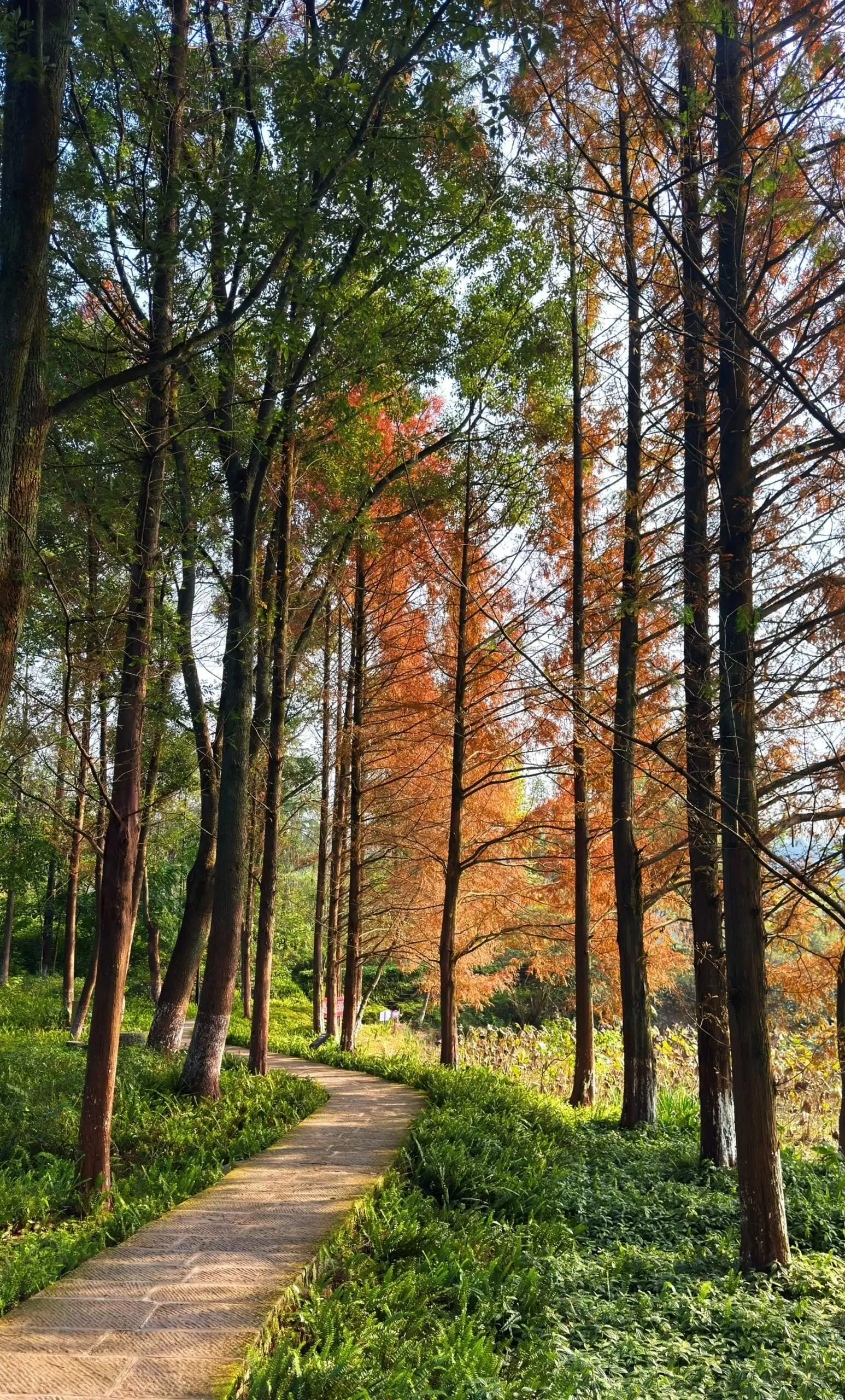 Zhaomushan Park - 照母山森林公园 Chongqing Tourist Attraction